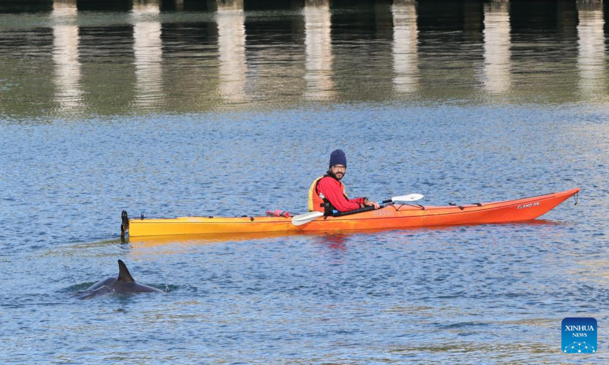 A Kayaker looks on swimming dolphins in Wellington, New Zealand, March 27, 2022.Photo:Xinhua