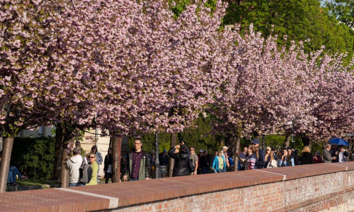 People are seen under cherry blossoms on the Castle Hill in Budapest, Hungary, on April 21, 2022. Photo:Xinhua