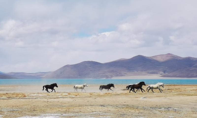 Photo taken with a mobile phone shows a herd of horses running near Baiku Lake in Nyalam County of Xigaze, southwest China's Tibet Autonomous Region, May 14, 2021.Photo:Xinhua
