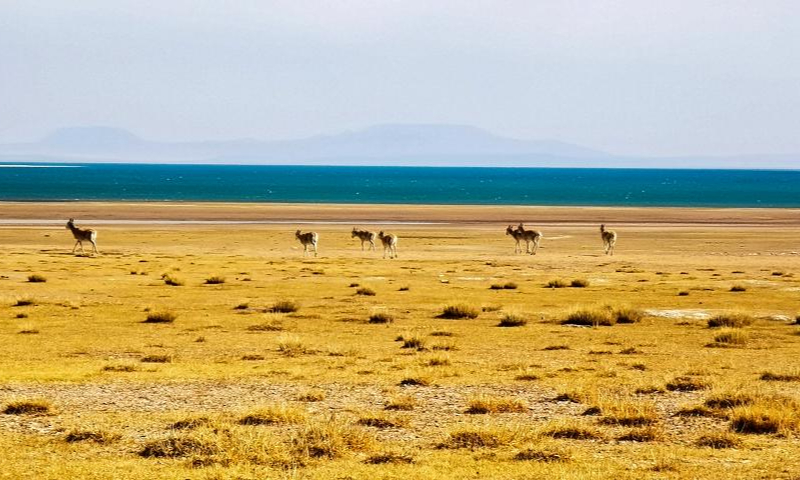 Photo taken with a mobile phone shows a herd of Tibetan gazelles near Serling Tso Lake in Nagqu, southwest China's Tibet Autonomous Region, April 13, 2022.Photo:Xinhua