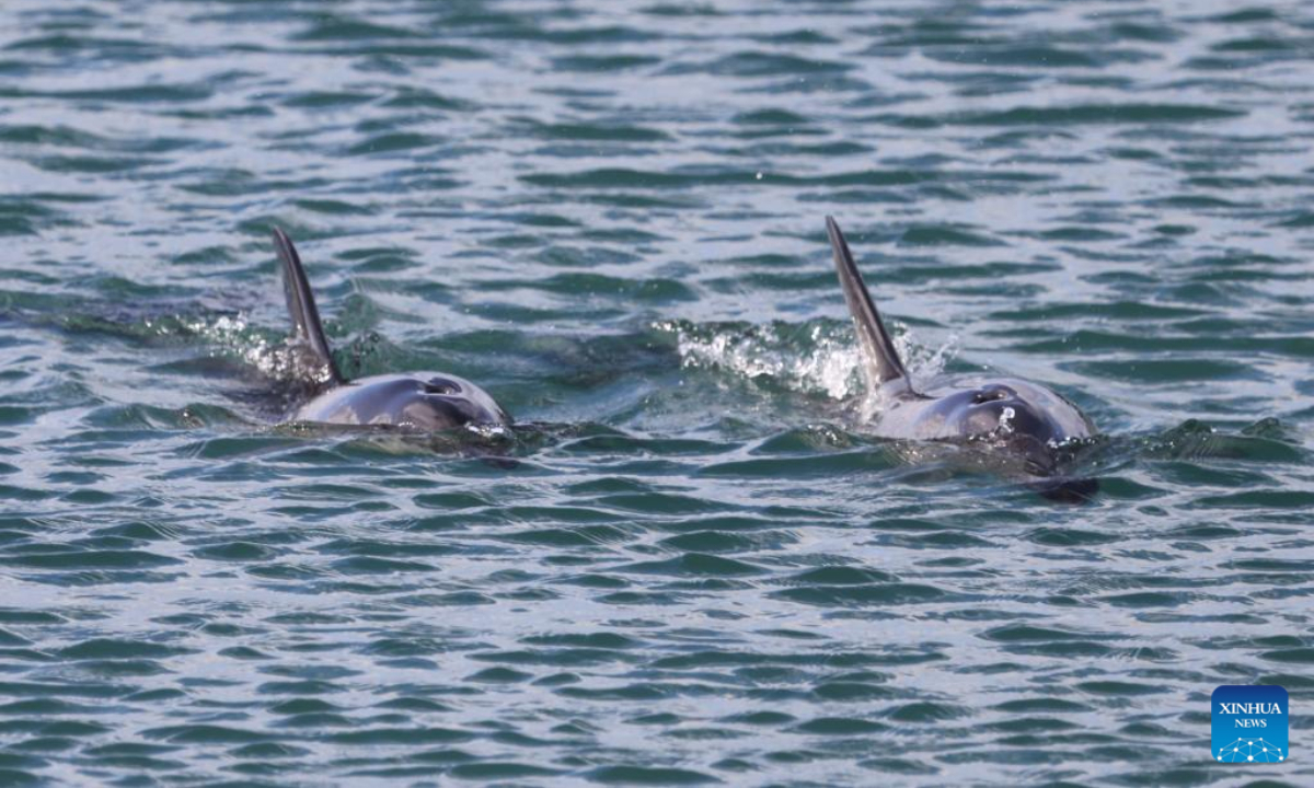 Dolphins are seen swimming at Evans Bay in Wellington, New Zealand, March 28, 2022. Photo:Xinhua
