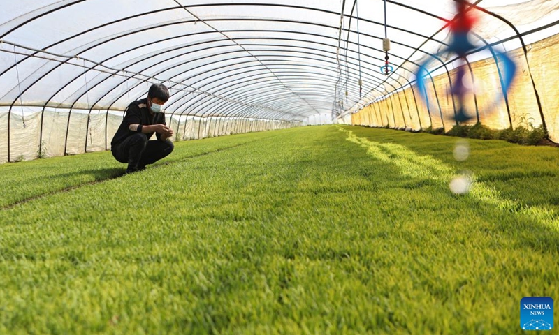 A worker checks rice seedlings at a seedling raising base in Chenjiafang Village of Gaolifang Township in Tai'an County, northeast China's Liaoning Province, April 22, 2022.Photo:Xinhua