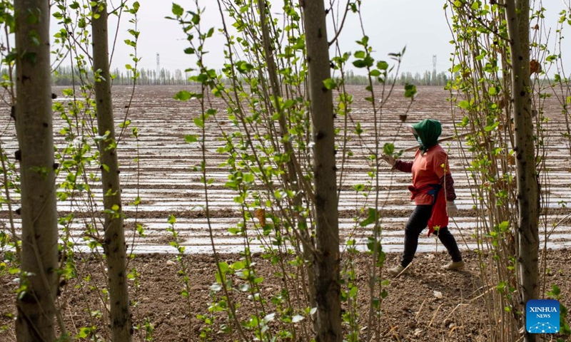 Ili Mehmet's wife Hernipam Kurban checks on the plastic mulch in their cotton field in Shawan, northwest China's Xinjiang Uygur Autonomous Region, April 19, 2022. Ili Mehmet, 50, lives in Shawan, a major cotton-producing area in Xinjiang.Photo:Xinhua