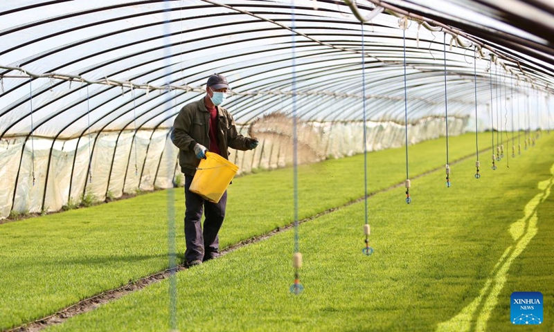 A worker fertilizes rice seedlings at a seedling raising base in Chenjiafang Village of Gaolifang Township in Tai'an County, northeast China's Liaoning Province, April 22, 2022.Photo:Xinhua