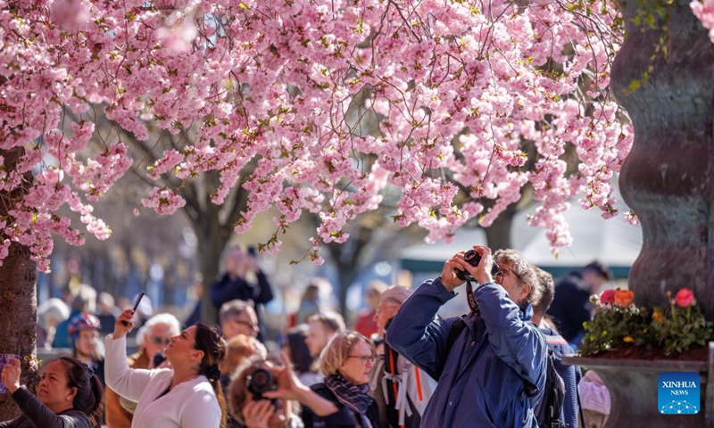 People spend their time under cherry blossoms in Stockholm, Sweden, on April 22, 2022.Photo:Xinhua