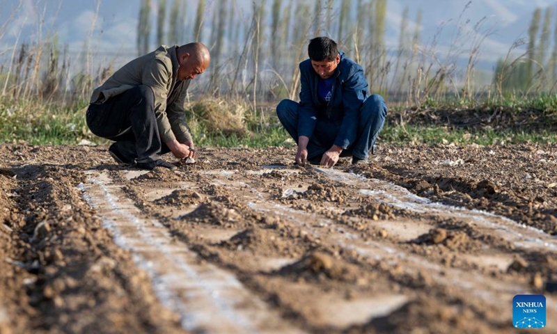 Ili Mehmet (R) and Duan Zhizhong work in the cotton field in Shawan, northwest China's Xinjiang Uygur Autonomous Region, April 16, 2022. Ili Mehmet, 50, lives in Shawan, a major cotton-producing area in Xinjiang.Photo:Xinhua