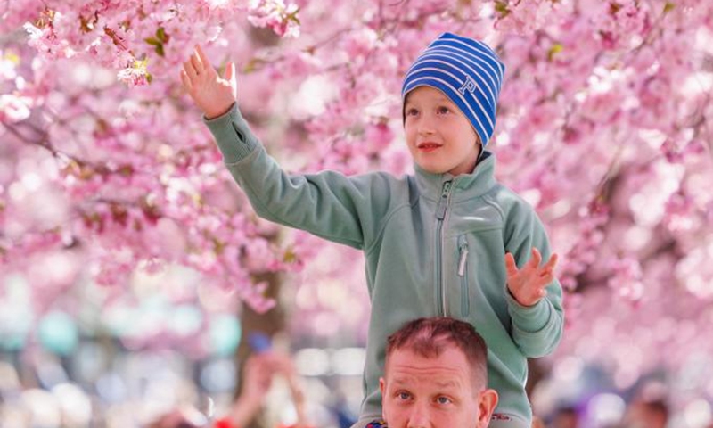 People spend their time under cherry blossoms in Stockholm, Sweden, on April 22, 2022.Photo:Xinhua