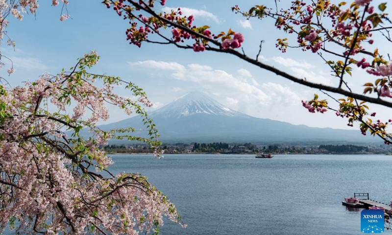 Photo taken on April 23, 2022 shows the scenery of Kawaguchi Lake in Yamanashi, Japan.Photo:Xinhua