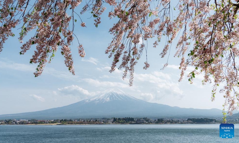Photo taken on April 23, 2022 shows the scenery of Kawaguchi Lake in Yamanashi, Japan.Photo:Xinhua