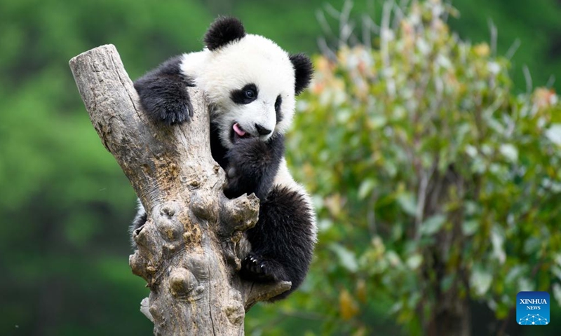 A giant panda is seen at Shenshuping base of China Conservation and Research Center for Giant Pandas in Wolong National Nature Reserve, southwest China's Sichuan Province, April 24, 2022.Photo:Xinhua