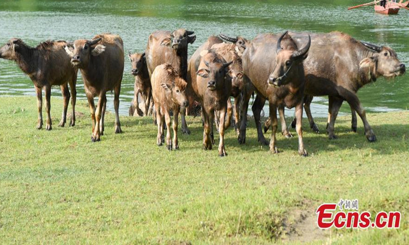 Spectacular view of a herd of buffaloes crossing the Jialing River to forage on Taiyang island, Peng'an county, southwest China's Sichuan Province, April 29, 2022. (Photo: China News Service/Liu Yonghong)