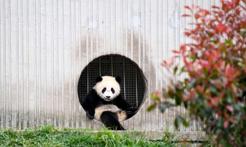 A giant panda is seen at Shenshuping base of China Conservation and Research Center for Giant Pandas in Wolong National Nature Reserve, southwest China's Sichuan Province, April 24, 2022.Photo:Xinhua