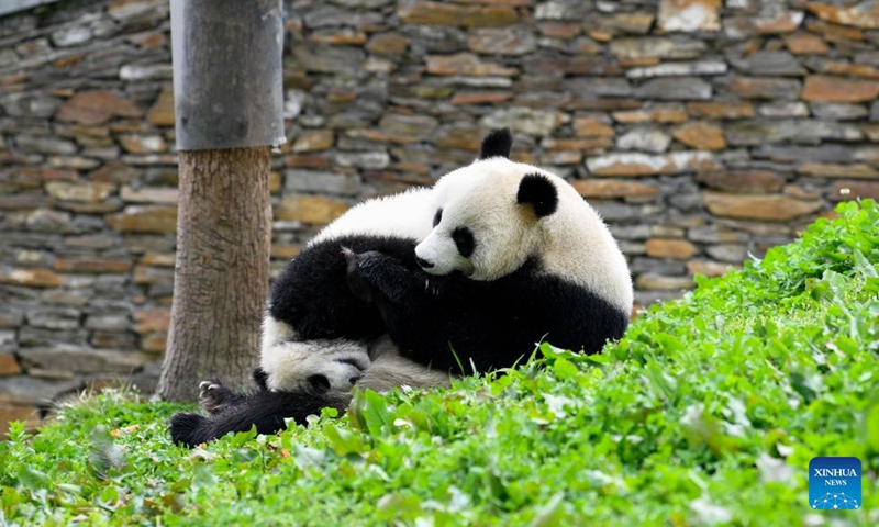 A giant panda is seen at Shenshuping base of China Conservation and Research Center for Giant Pandas in Wolong National Nature Reserve, southwest China's Sichuan Province, April 24, 2022.Photo:Xinhua