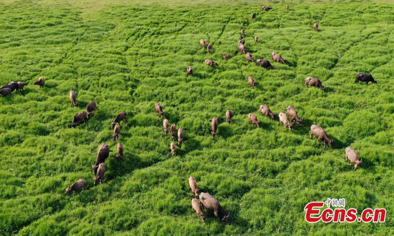 Spectacular view of a herd of buffaloes crossing the Jialing River to forage on Taiyang island, Peng'an county, southwest China's Sichuan Province, April 29, 2022. (Photo: China News Service/Liu Yonghong)