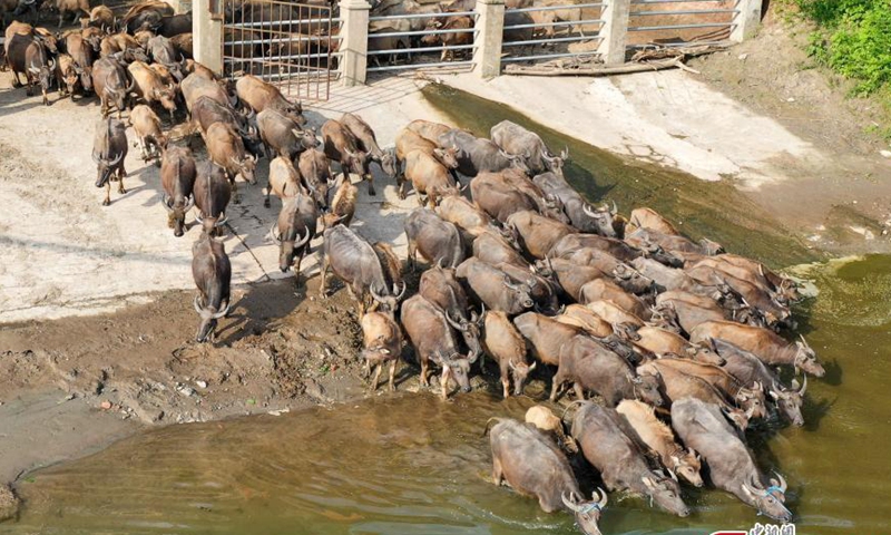 Spectacular view of a herd of buffaloes crossing the Jialing River to forage on Taiyang island, Peng'an county, southwest China's Sichuan Provinc, April 29, 2022. (Photo: China News Service/Liu Yonghong)
