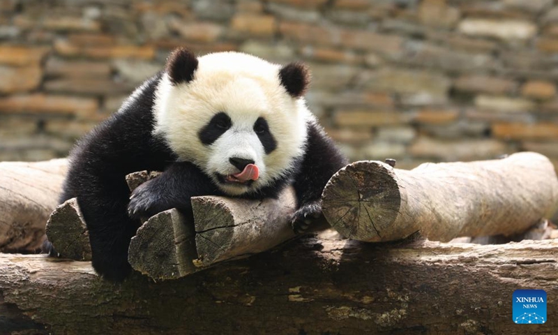 a giant panda is seen at shenshuping base of china conservation