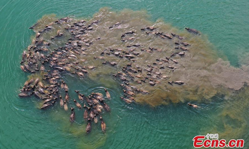 Spectacular view of a herd of buffaloes crossing the Jialing River to forage on Taiyang island, Peng'an county, southwest China's Sichuan Province, April 29, 2022. (Photo: China News Service)
