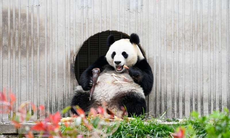 a giant panda eats at shenshuping base of china conservation and
