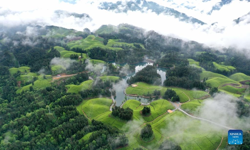 Aerial photo taken on April 26, 2022 shows the view of a tea garden in Enshi Tujia and Miao Autonomous Prefecture, central China's Hubei Province.(Photo: Xinhua)