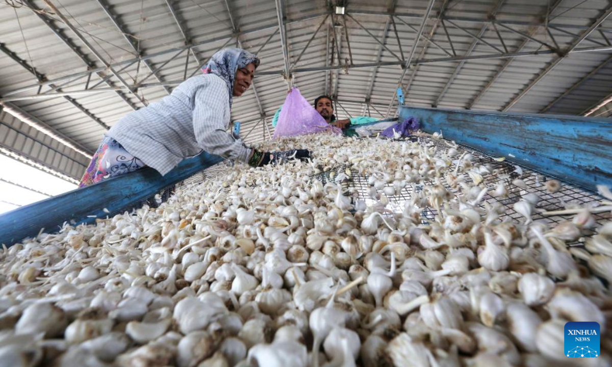 Workers sort garlic at a wholesale market in Bhopal, the capital city of India's Madhya Pradesh state, April 28, 2022. Photo:Xinhua