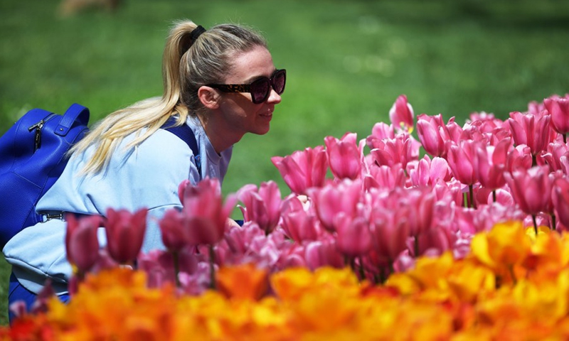 A woman looks at the blooming tulips at a park during the Tulip Festival in Istanbul, Turkey, on April 25, 2022.(Photo: Xinhua)