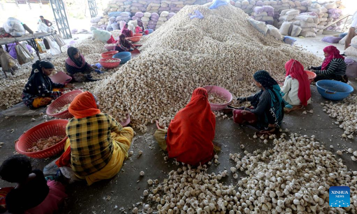 Workers sort garlic at a wholesale market in Bhopal, the capital city of India's Madhya Pradesh state, April 28, 2022. Photo:Xinhua