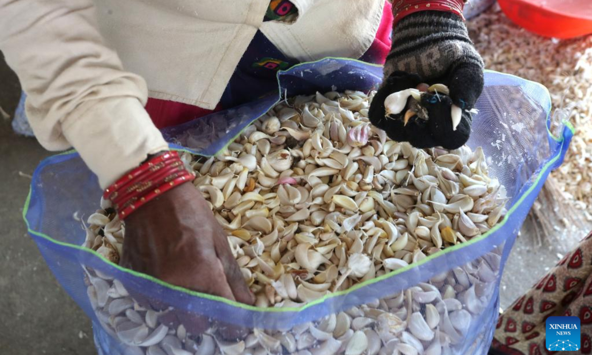 Workers sort garlic at a wholesale market in Bhopal, the capital city of India's Madhya Pradesh state, April 28, 2022. Photo:Xinhua