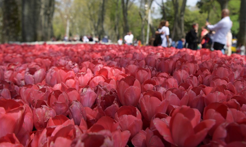 People visit a park during the Tulip Festival in Istanbul, Turkey, on April 25, 2022.(Photo: Xinhua)