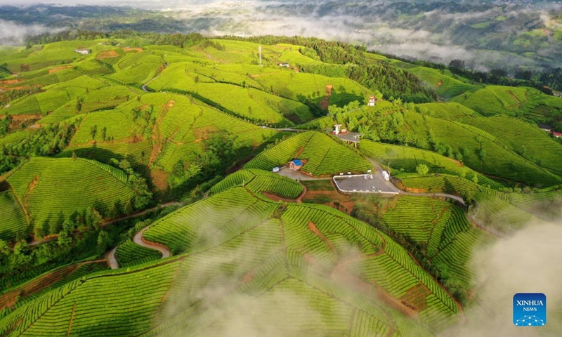 Aerial photo taken on April 26, 2022 shows the view of a tea garden in Enshi Tujia and Miao Autonomous Prefecture, central China's Hubei Province.(Photo: Xinhua)