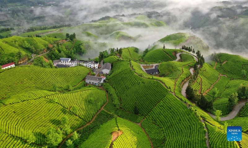 Aerial photo taken on April 26, 2022 shows the view of a tea garden in Enshi Tujia and Miao Autonomous Prefecture, central China's Hubei Province.(Photo: Xinhua)