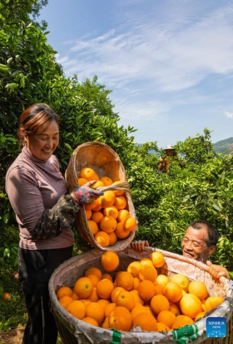 Villagers harvest oranges in Zigui County, central China's Hubei Province, April 26, 2022.(Photo: Xinhua)