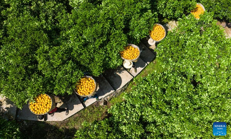 Aerial photo taken on April 26, 2022 shows villagers transferring harvested oranges in Zigui County, central China's Hubei Province.(Photo: Xinhua)