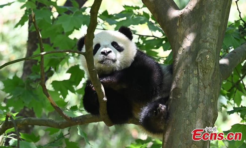 2022年4月26日，中国西南四川省成都，中国大熊猫保护研究中心都江堰基地，一只大熊猫幼崽在树上休息。（照片：中新社/安源）