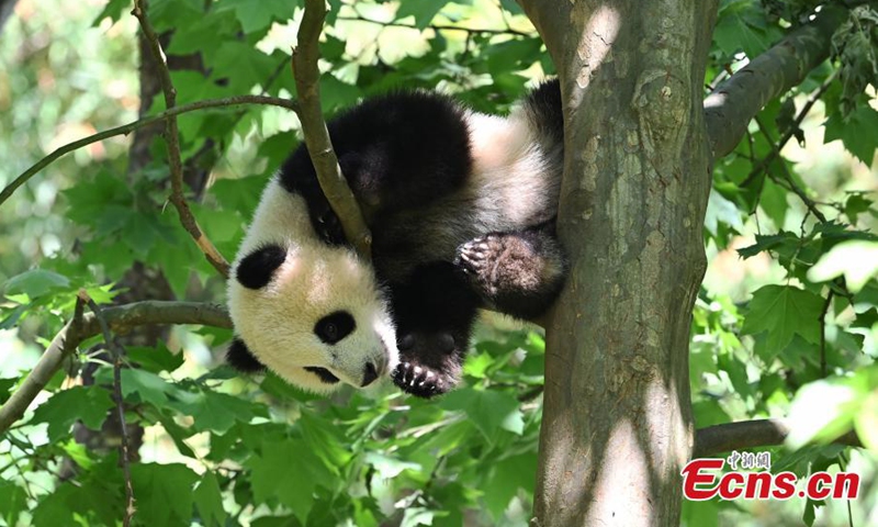 A giant panda cub rests in a tree at Dujiangyan Base of China Conservation and Research Center for Giant Pandas, Chengdu, southwest China's Sichuan Province, April 26, 2022. (Photo: China News Service/An Yuan)