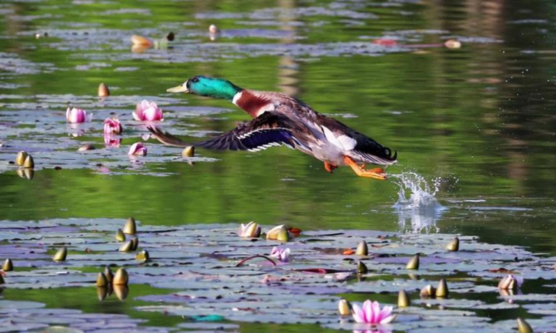 2022年4月26日，一只野鸭飞过中国东部江苏省南​​京市雁雀湖。（照片：中新社/杨博）