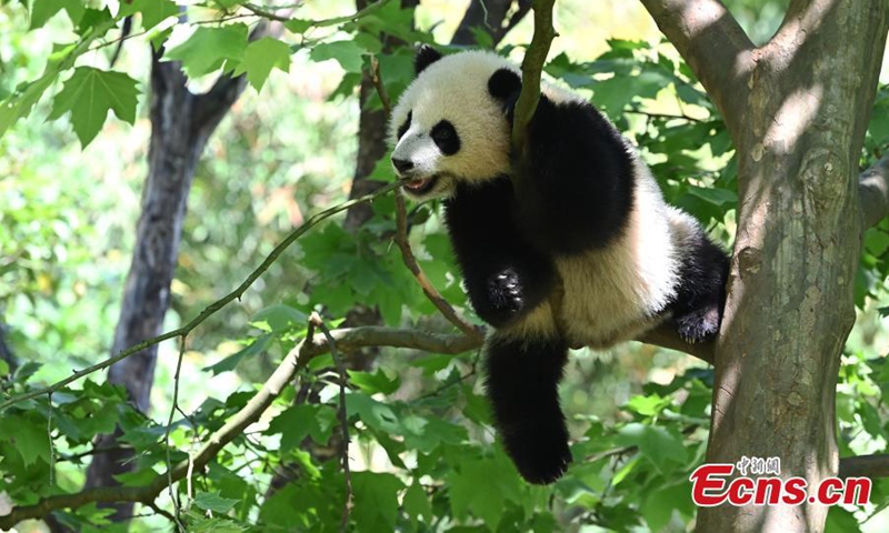 A giant panda cub rests in a tree at Dujiangyan Base of China Conservation and Research Center for Giant Pandas, Chengdu, southwest China's Sichuan Province, April 26, 2022. (Photo: China News Service/An Yuan)