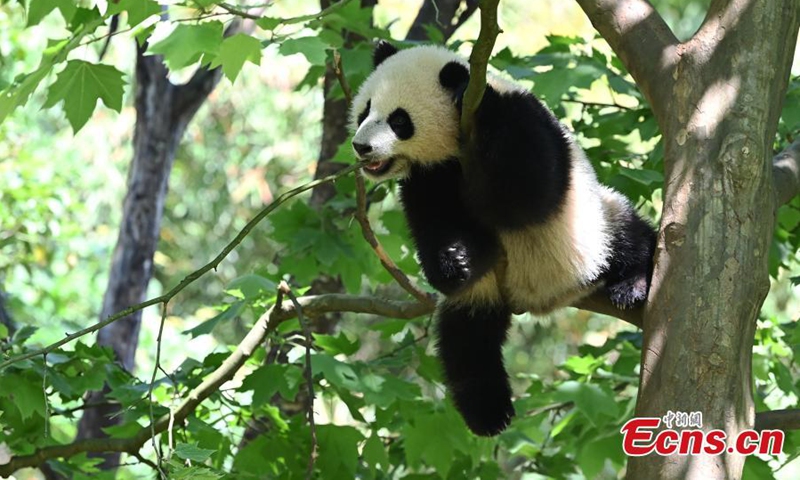 2022年4月26日，中国西南四川省成都，中国大熊猫保护研究中心都江堰基地，一只大熊猫幼崽在树上休息。（照片：中新社/安源）
