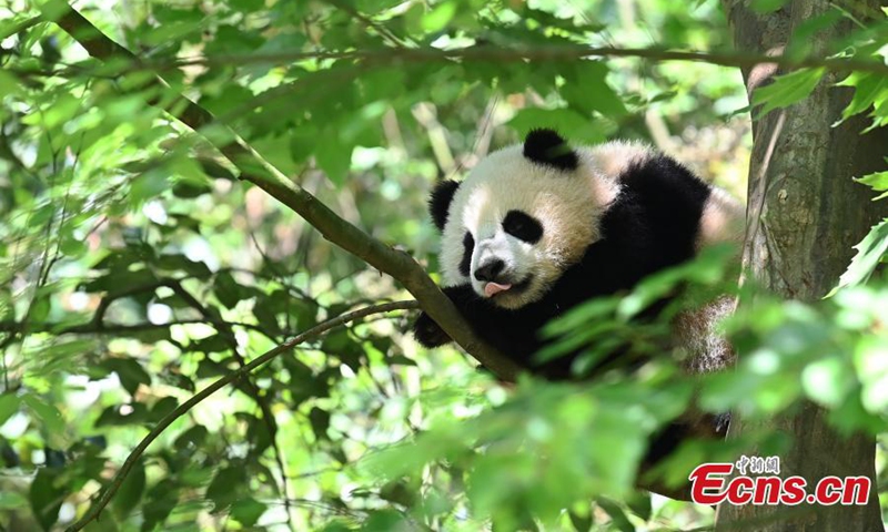 A giant panda cub rests in a tree at Dujiangyan Base of China Conservation and Research Center for Giant Pandas, Chengdu, southwest China's Sichuan Province, April 26, 2022. (Photo: China News Service/An Yuan)