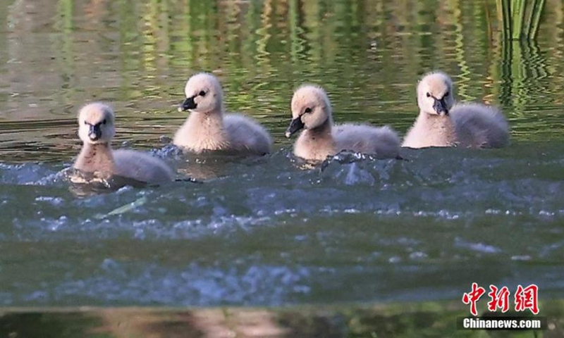 2022年4月26日，四只黑天鹅婴儿在中国东部江苏省南​​京市雁雀湖游泳。（照片：中新社/杨博）