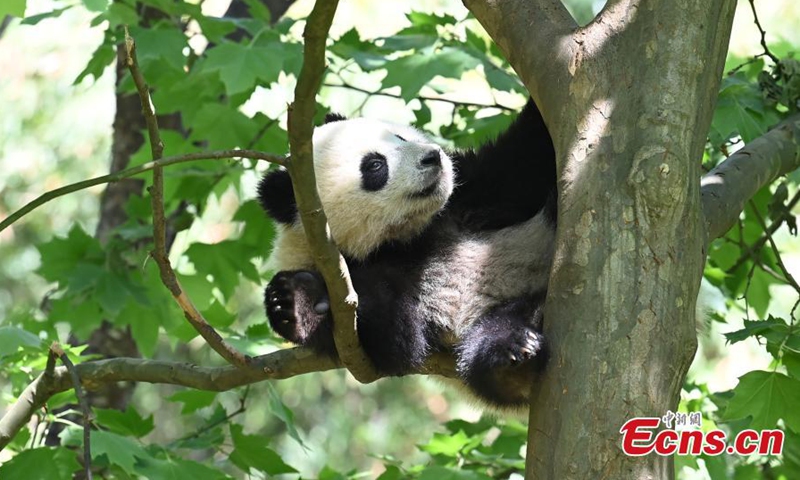 A giant panda cub rests in a tree at Dujiangyan Base of China Conservation and Research Center for Giant Pandas, Chengdu, southwest China's Sichuan Province, April 26, 2022. (Photo: China News Service/An Yuan)