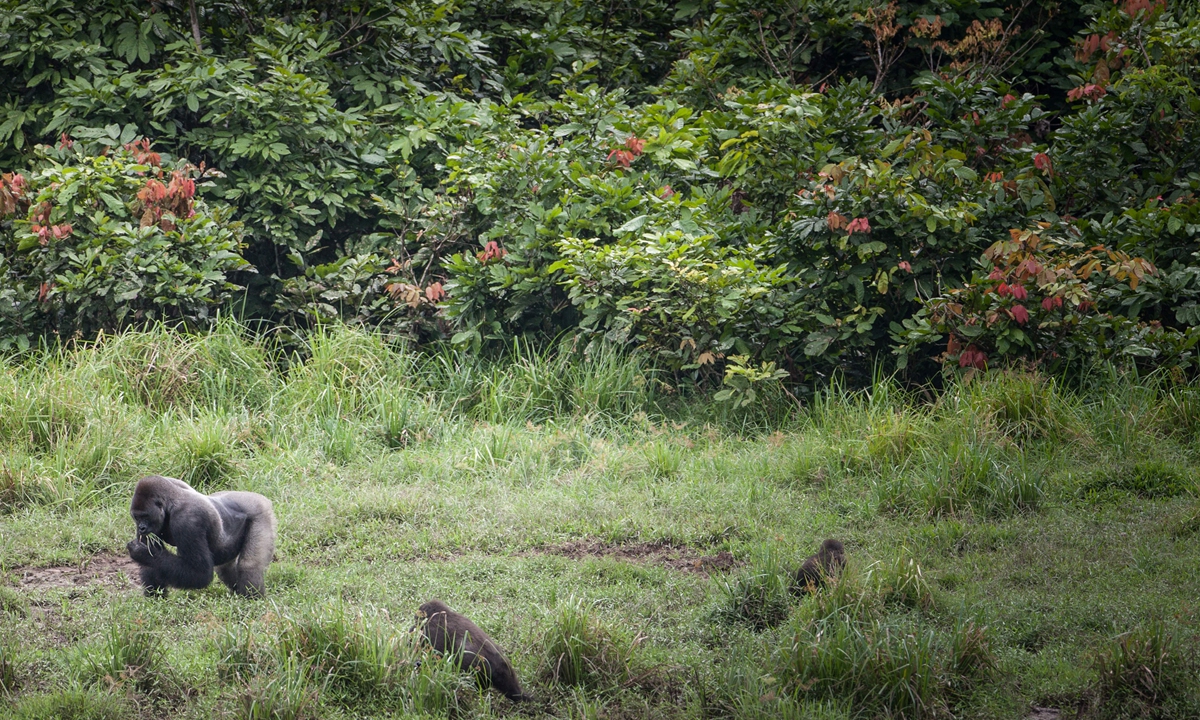 Beneficial conservation strategy - Global Times - Vimarsana News