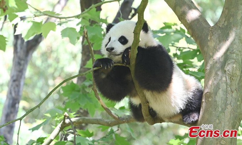 A giant panda cub rests in a tree at Dujiangyan Base of China Conservation and Research Center for Giant Pandas, Chengdu, southwest China's Sichuan Province, April 26, 2022. (Photo: China News Service/An Yuan)
