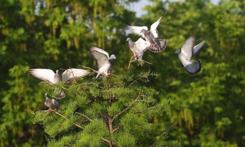 Pigeons rest on tree branches near the Yanque Lake in Nanjing, east China's Jiangsu Province, April 26, 2022. (Photo: China News Service/Yang Bo)