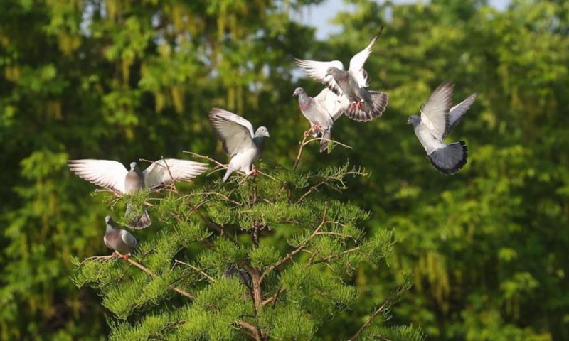 2022年4月26日，中国东部江苏省南​​京市雁雀湖附近的树枝上休息的鸽子。（照片：中新社/杨博）