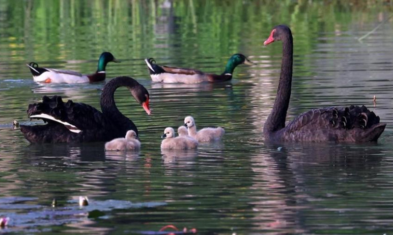 A pair of black swans and their babies swim in the Yanque Lake in Nanjing, east China's Jiangsu Province, April 26, 2022. (Photo: China News Service/Yang Bo)