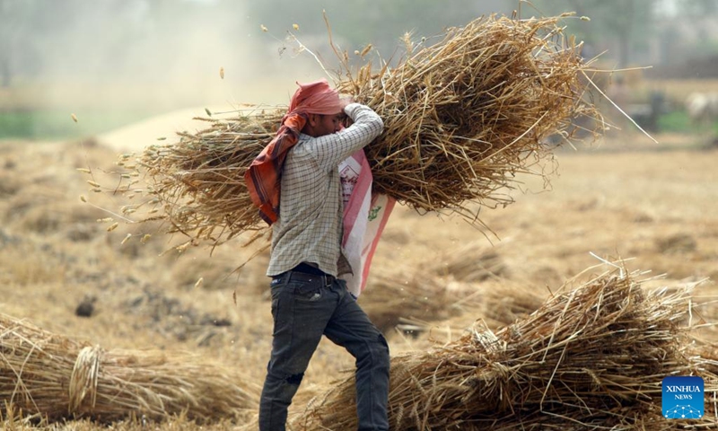 Egypt enters season of wheat harvest - Global Times