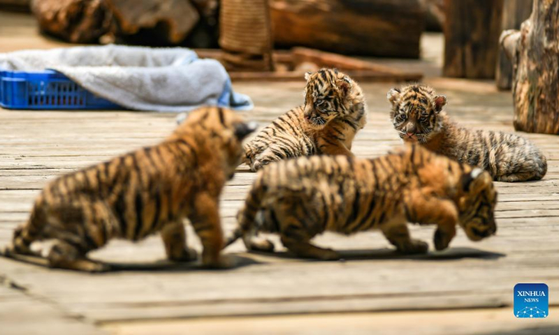 Siberian tiger quadruplets play at Yunnan Wild Animal Park in Kunming, southwest China's Yunnan Province, May 3, 2022. The one-month-old Siberian tiger quadruplets greet visitors at Yunnan Wild Animal Park during the Labor Day holiday. (Xinhua/Jiang Wenyao)