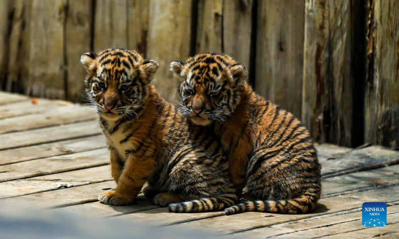 Siberian tiger cubs play at Yunnan Wild Animal Park in Kunming, southwest China's Yunnan Province, May 3, 2022. The one-month-old Siberian tiger quadruplets greet visitors at Yunnan Wild Animal Park during the Labor Day holiday. (Xinhua/Jiang Wenyao)