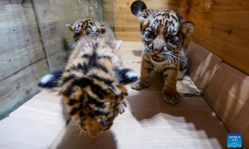 Siberian tiger cubs rest at Yunnan Wild Animal Park in Kunming, southwest China's Yunnan Province, May 3, 2022. The one-month-old Siberian tiger quadruplets greet visitors at Yunnan Wild Animal Park during the Labor Day holiday. (Xinhua/Jiang Wenyao)