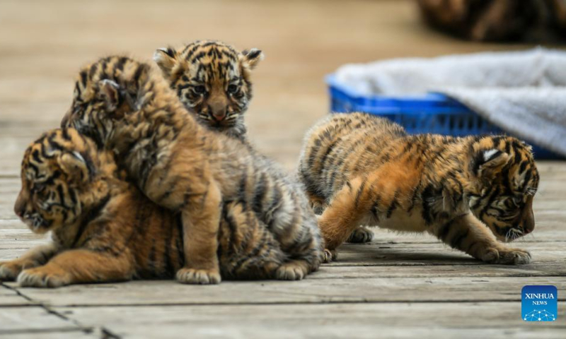 Siberian tiger quadruplets play at Yunnan Wild Animal Park in Kunming, southwest China's Yunnan Province, May 3, 2022. The one-month-old Siberian tiger quadruplets greet visitors at Yunnan Wild Animal Park during the Labor Day holiday. (Xinhua/Jiang Wenyao)